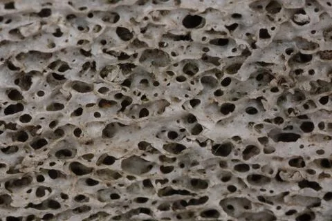 Bone structure with pores in cross-section Fotos Stock