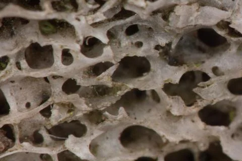 Bone structure with pores in cross-section Stock Photos