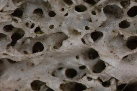 Bone structure with pores in cross-section Stock Photos