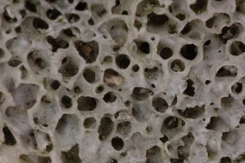 Bone structure with pores in cross-section Stock Photos