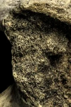 Bone surface detail macro closeup Stock Photos