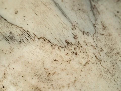 Bone surface shows rugged, textured patterns Stock Photos