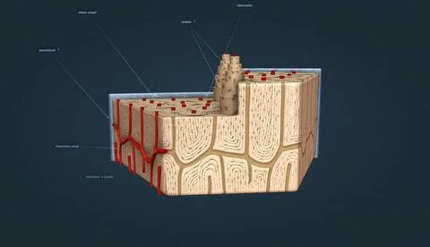 Bone tissue, tissue that gives strength and structure to bones. 스톡 일러스트
