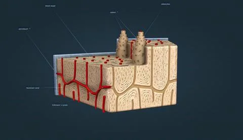 Bone tissue, tissue that gives strength and structure to bones. Stock Illustration