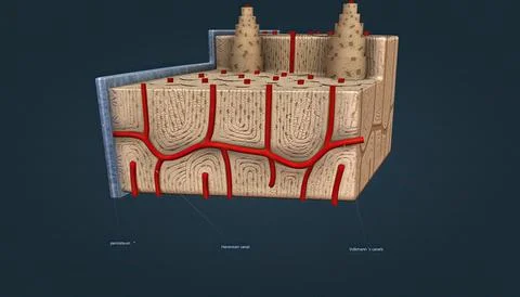 Bone tissue, tissue that gives strength and structure to bones. Illustrazione stock