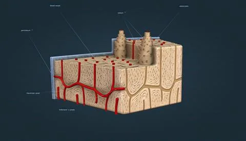 Bone tissue, tissue that gives strength and structure to bones. Illustrazione stock