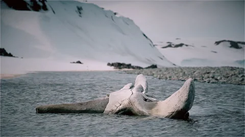 Bone of a whale skeleton Stock Footage 51921791