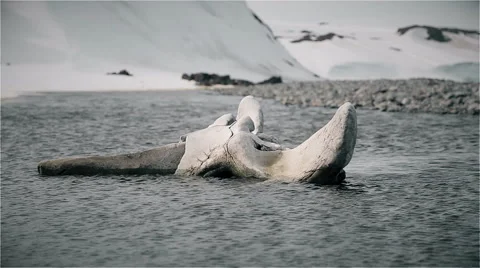 Bone of a whale skeleton in iceland Stock Footage 51923526