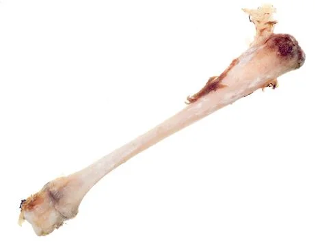 Bone on white Stock Photos