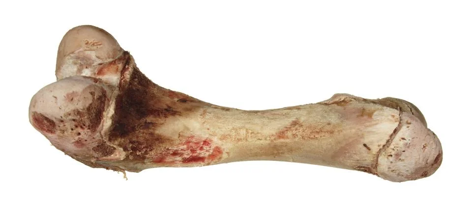 Bone without meat isolated on white background. Stock Photos