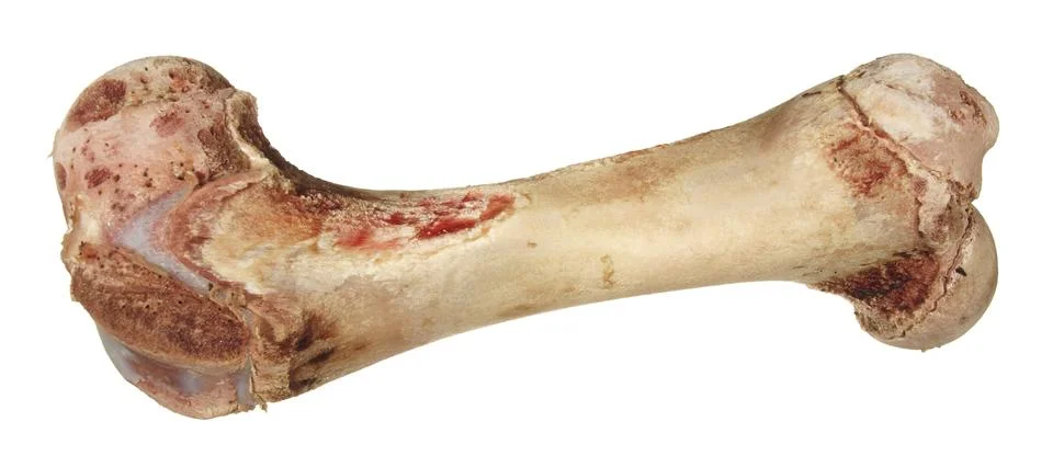 Bone without meat isolated on white background. Foto stock