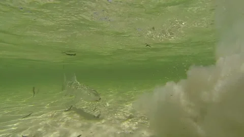Bonefish caught on fly swims into sand cloud, Seychelles. 스톡 동영상 139085610