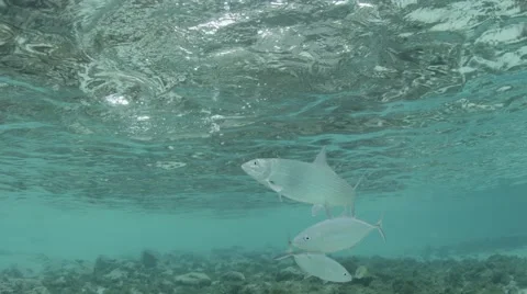 Bonefish feeds from surface of the water Stock-Footage 56499249
