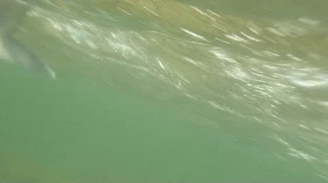 Bonefish on line 02 Stock Footage 10715205