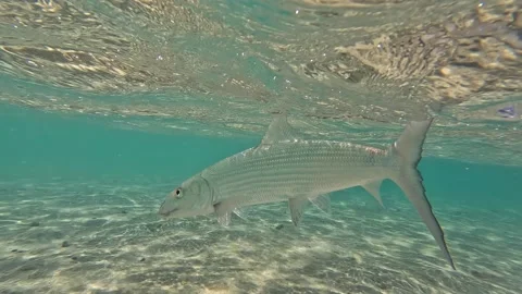 Bonefish released underwater by fly fisherman in clear tropical water Stock Footage 246577944