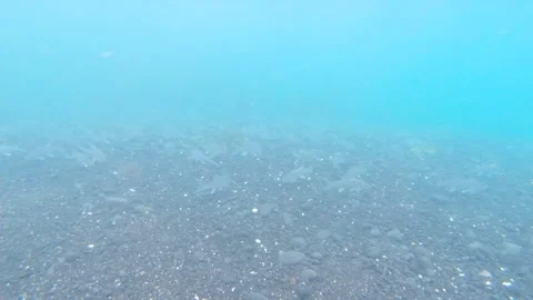 Bonefish School Swimming Stock Footage 305124202
