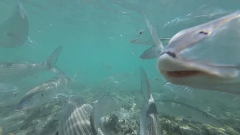 Bonefish swimming in clear water captured up close in slow motion Stock Footage 279157629