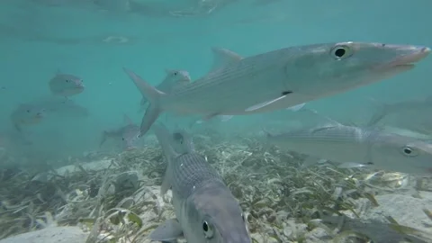 Bonefish swimming close to the camera in shallow water with seagrass meadow Stock Footage 279732077