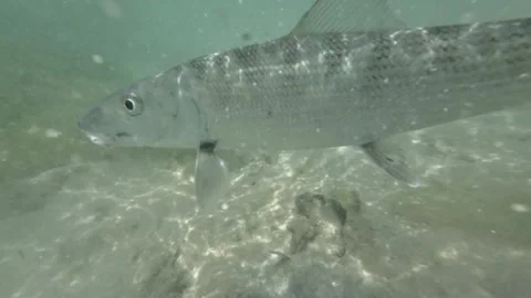 Bonefish swimming gracefully underwater in clear, tropical waters Stock Footage 278151784