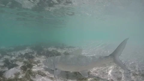 Bonefish swimming underwater  in Stock Footage 108763239
