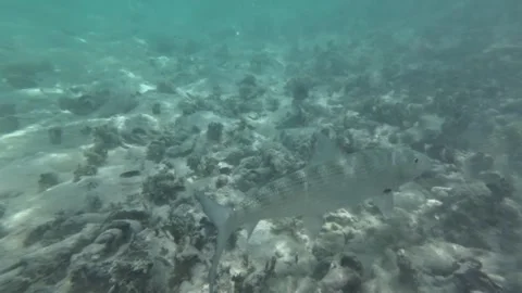 Bonefish swimming underwater over a sandy seabed in clear blue water Stock Footage 278151783