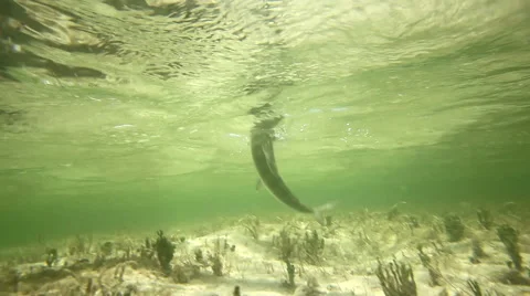 A bonefish swims underwater in the bahamas Stock Footage
