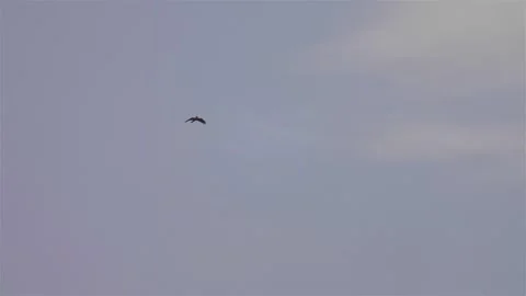 Bonellie's eagle display flight  in the sky of the dead sea Stock Footage 278518909