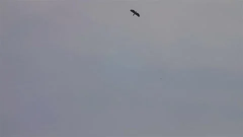 Bonellie's eagle display flight  in the sky of the dead sea Stock Footage 278519343