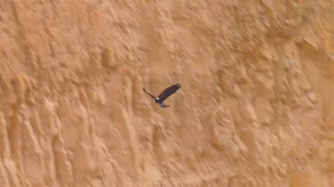 Bonellie's eagle in flight entering nest, Dead sea Stock Footage 278541271