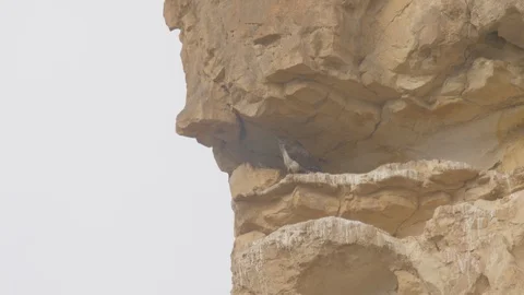 Bonellie’s Eagle on ledge Stock Footage 113519596