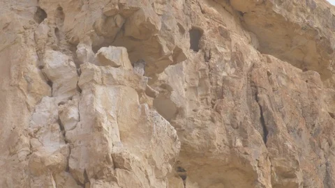 Bonellie’s Eagle on ledge Stock Footage 113520845