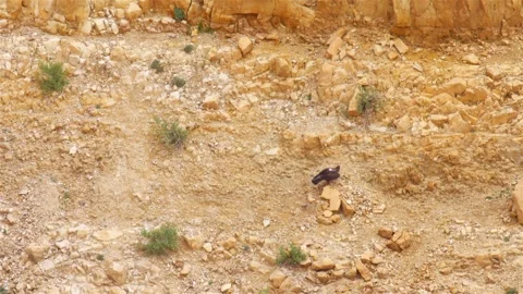 Bonellie's eagle Standing on Rock in  the desert, Dead sea Stock Footage 278520315