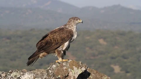 Bonelli´s  Eagle. Aquila fasciata 動画素材 80029997