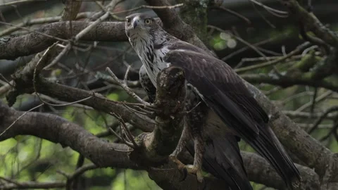 Bonellis eagle (Aquila fasciata) perching on a tree. Stock Footage 335030760