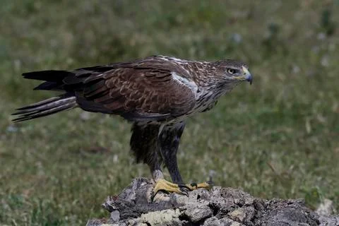 Bonellis eagle (Aquila fasciata) Stock Photos