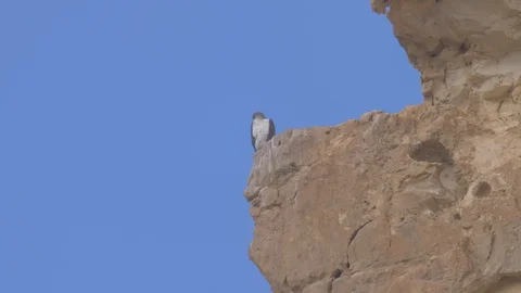 Bonelli's eagle on cliff 動画素材 113517782