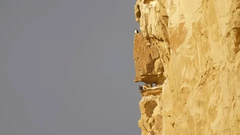 Bonelli's eagle couple on cliff Stock Footage 113494445