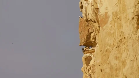 Bonelli's eagle couple on cliff Stock Footage 113500858