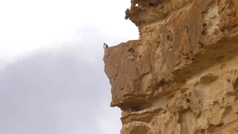 Bonelli's eagle couple on cliff Stock Footage 113507137