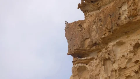 Bonelli's eagle couple on cliff Stock Footage 113510667