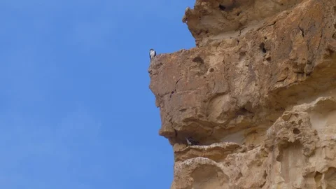 Bonelli's eagle couple on cliff Stock Footage 113514091