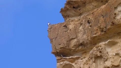 Bonelli's eagle couple on cliff 動画素材 113519051