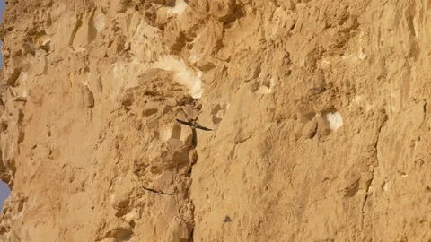 Bonelli's eagle couple in flight 動画素材 113491547