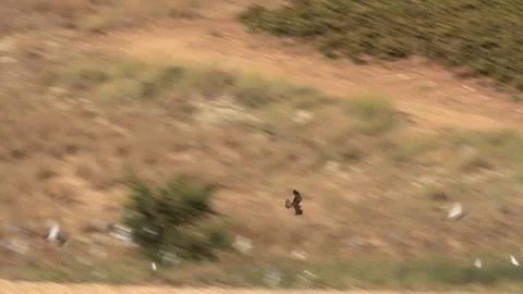 Bonelli's eagle diving 動画素材 89950375