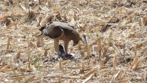 Bonelli's eagle eating pigeon Stock Footage 89944648