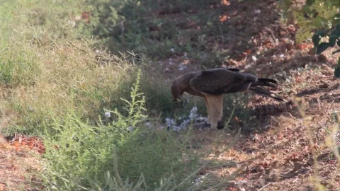 Bonelli's eagle eating prade 動画素材 98269605
