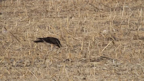 Bonelli's eagle feeding in the field 動画素材 98710012