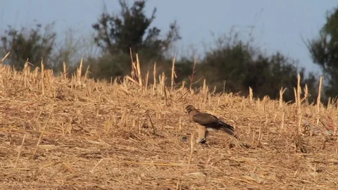 Bonelli's eagle feeding in the field 動画素材 98710050