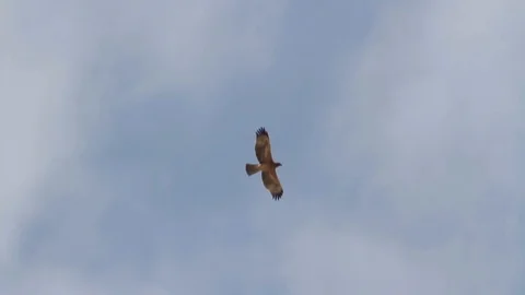 Bonelli's eagle flies in the sky Stock Footage 98276206