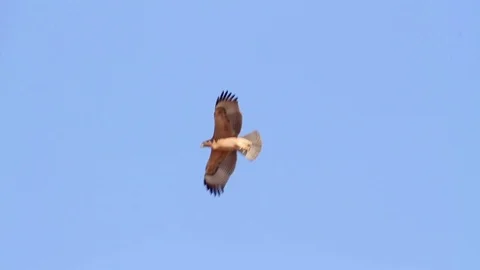 Bonelli's eagle fly 動画素材 89950261